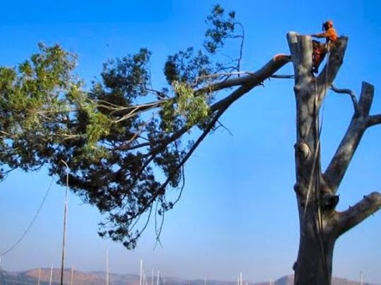 Tree Topping Project