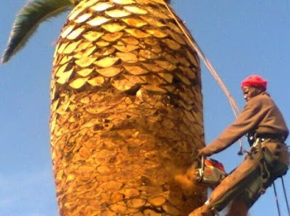 Palm Trimming Project Durban