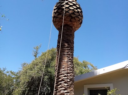 Palm Trimming by tree felling cape town professionals