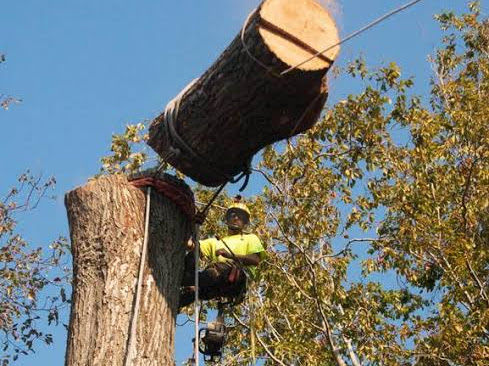 Tree felling Glen Park
