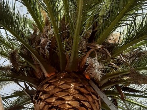 Palm Tree Trimming Genazzano services