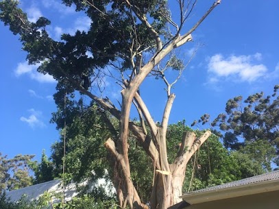 Stump Removal Project Kingsmead