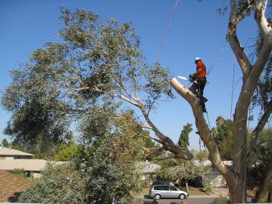 Tree Trimming 