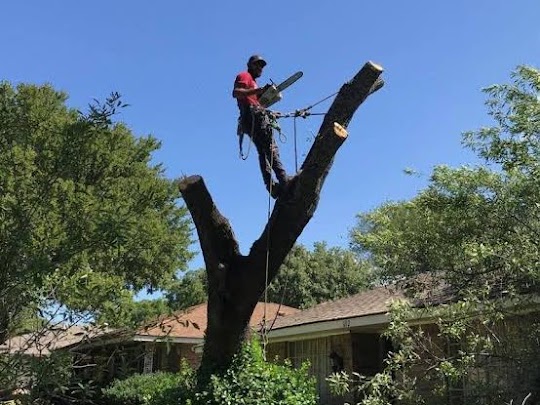 Branch Removal Project Durban