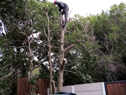 Tree removal Project